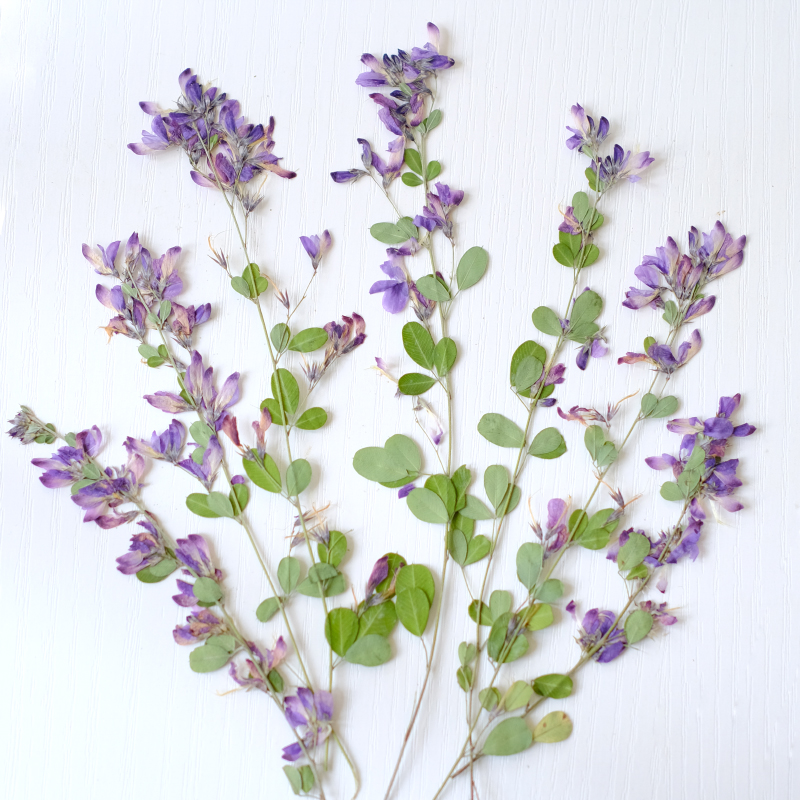 6 peças, Flores Secas Naturais - Resin Art Photo Frame avaliação e preço