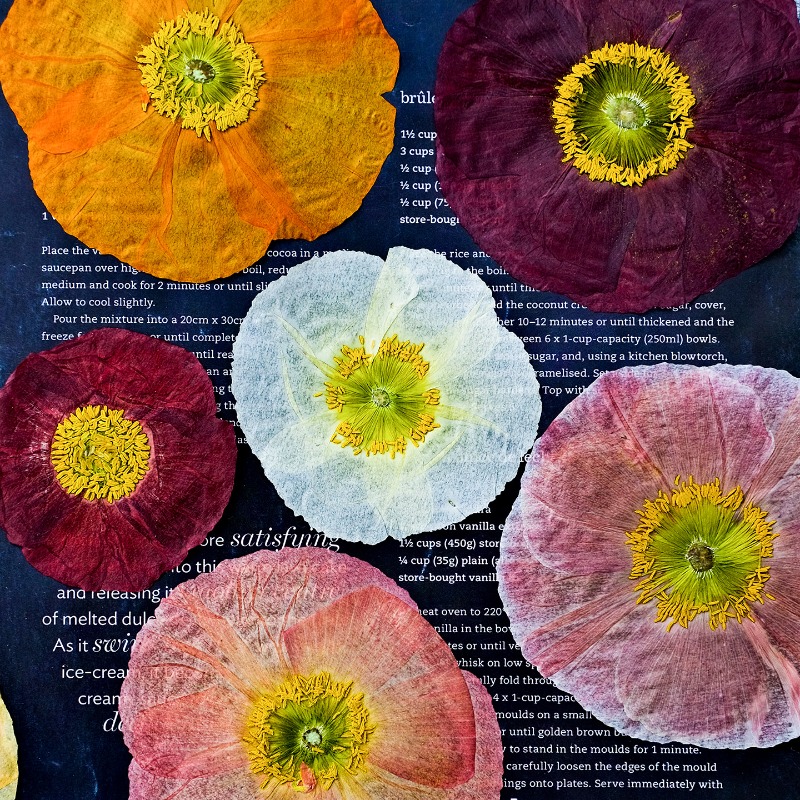 1 peça, Papoula Natural Prensa - Resin Art Photo Frame avaliação e preço